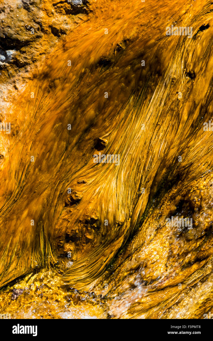 Termophiles erstellen Farbe; Midway Geyser Basin; Yellowstone-Nationalpark, Wyoming, USA Stockfoto