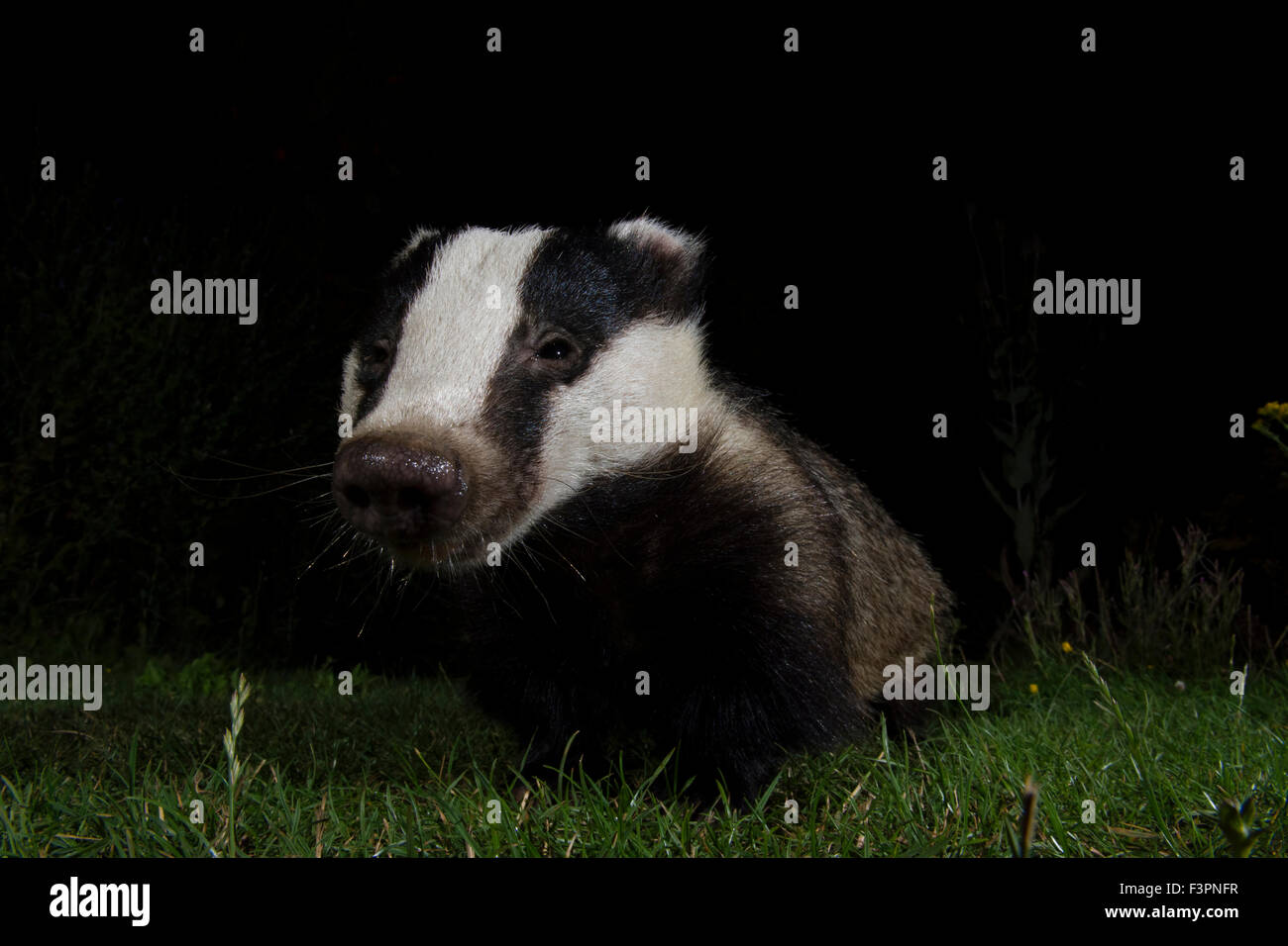 Eurasischer Dachs (Meles Meles) Besuch eines vorstädtischen Gartens, Hastings, East Sussex, UK Stockfoto