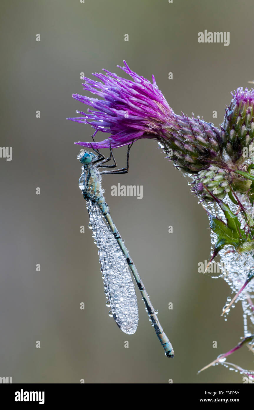 Eine gemeinsame Blue Damselfly, Tau, ruht auf einer Flockenblume Blüte bedeckt. Brede High Woods, East Sussex, UK Stockfoto