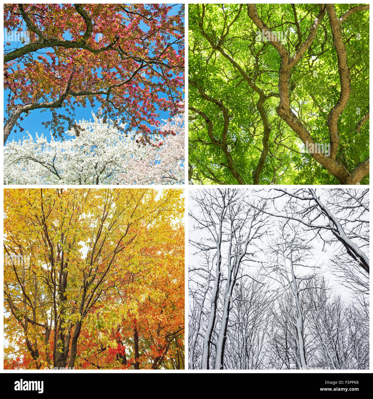 Vier Jahreszeiten. Bäume im Frühling, Sommer, Herbst und Winter. Collage von 4 Fotos. Stockfoto