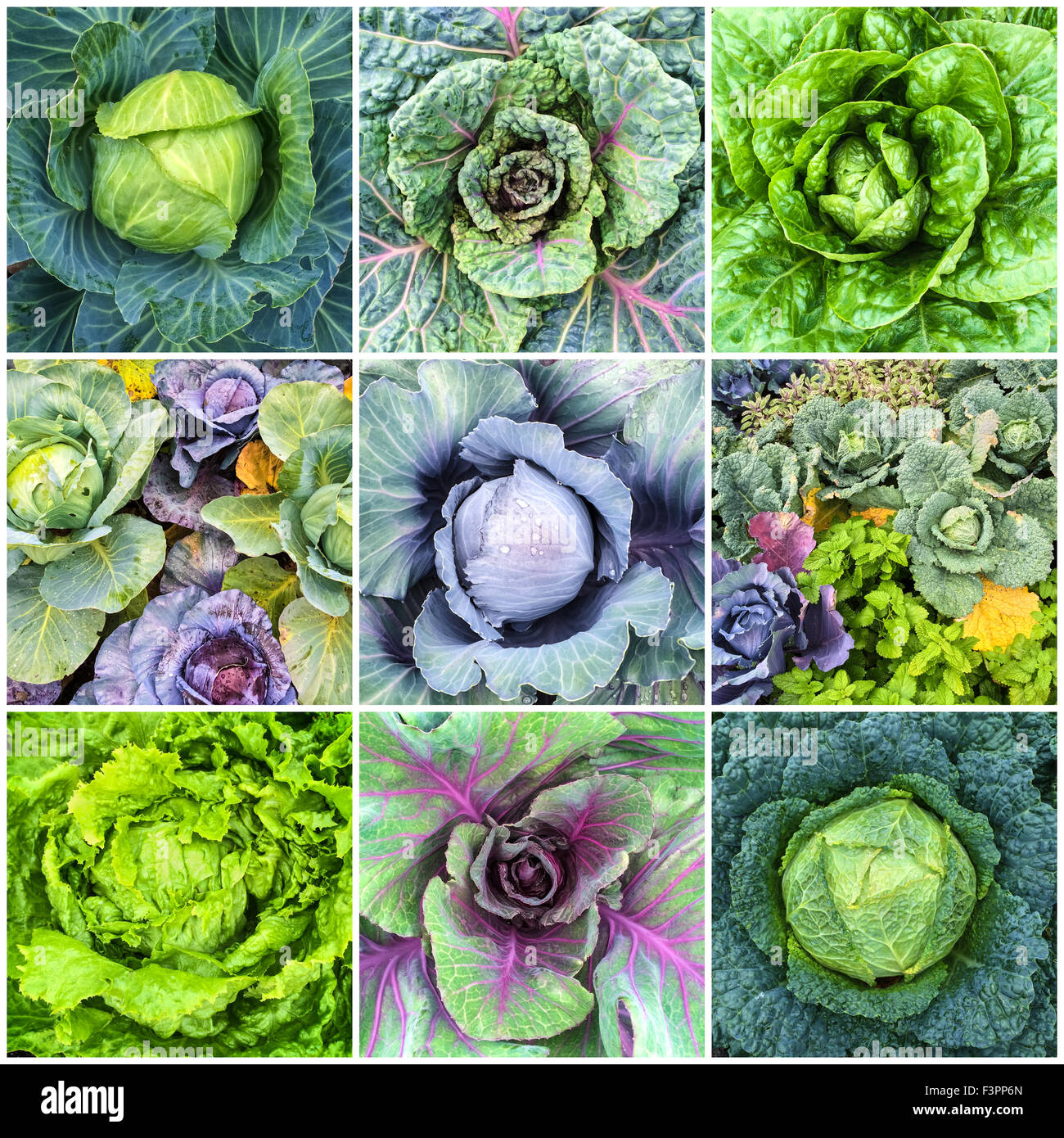 Blattgemüse. Kohl und Salat im Sommer Gemüsegarten. Collage aus neun Fotos. Stockfoto