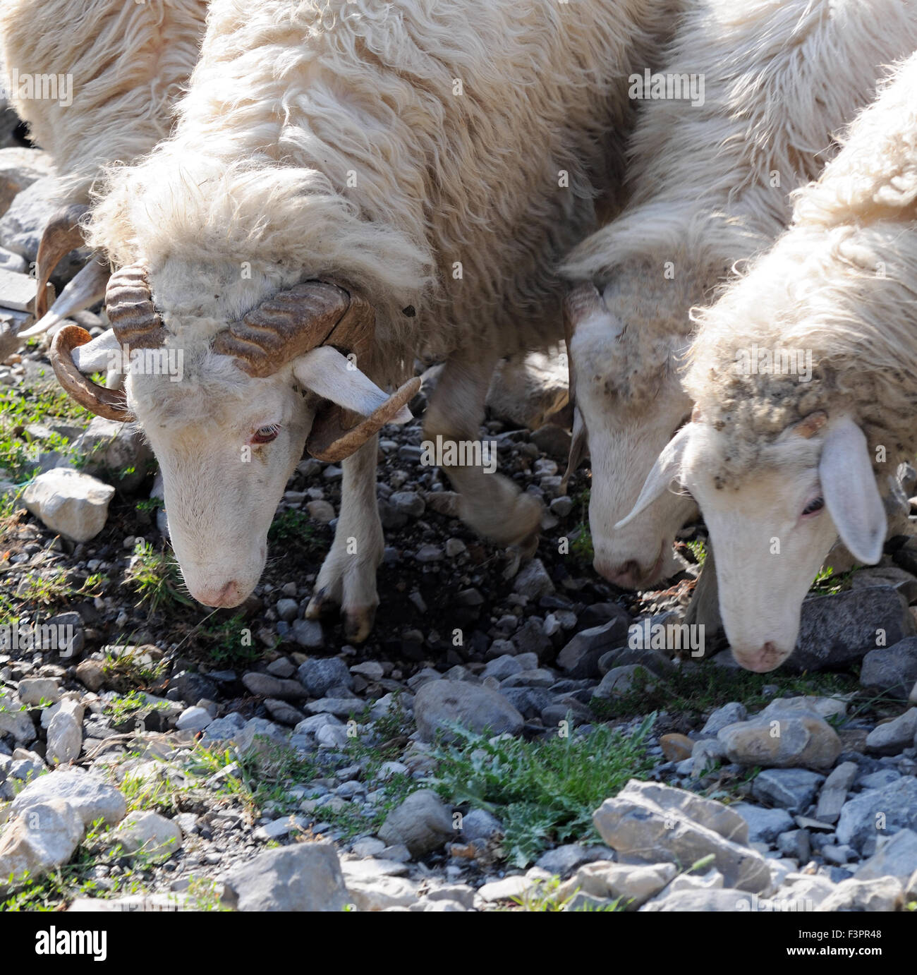 Schafe weiden spärliche Gras in einem Bergtal. Theth Thethi, Albanien. Stockfoto