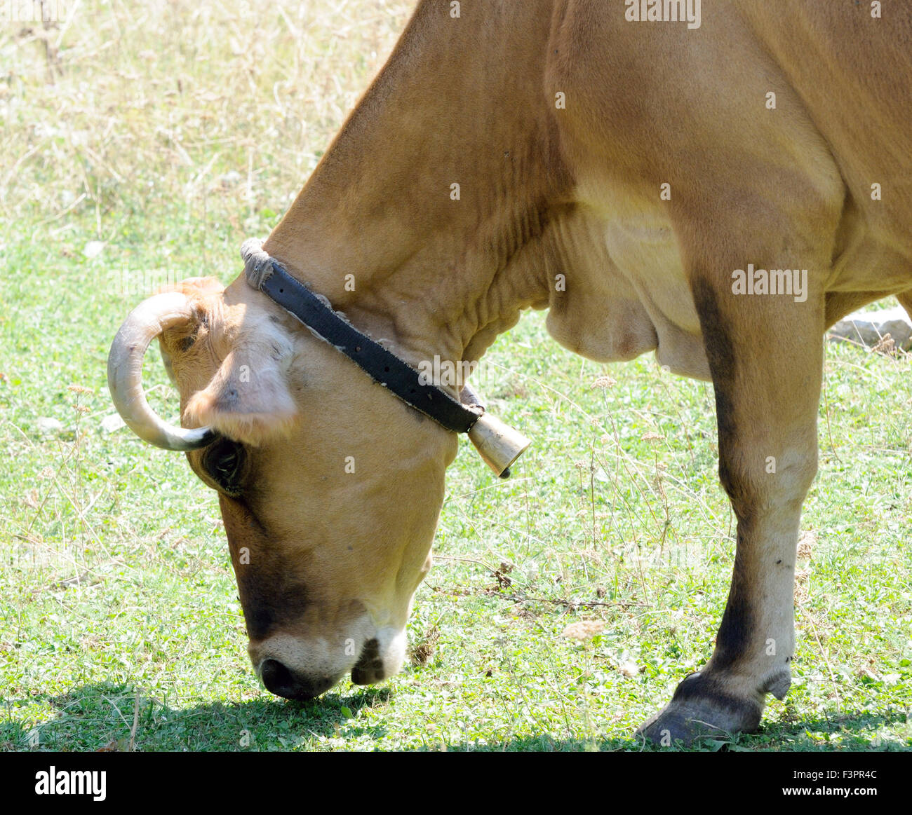 Eine Kuh mit einer Glocke um den Hals weidet spärliche Gras in einem Bergtal. Theth Thethi Albanien. Stockfoto