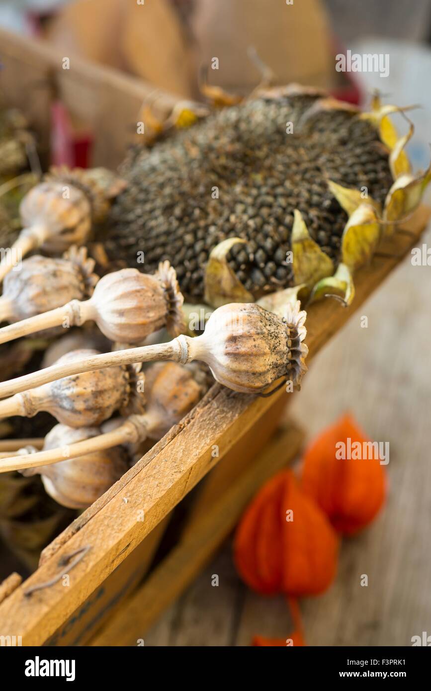 Auflistung der Garten Seedheads. Stockfoto