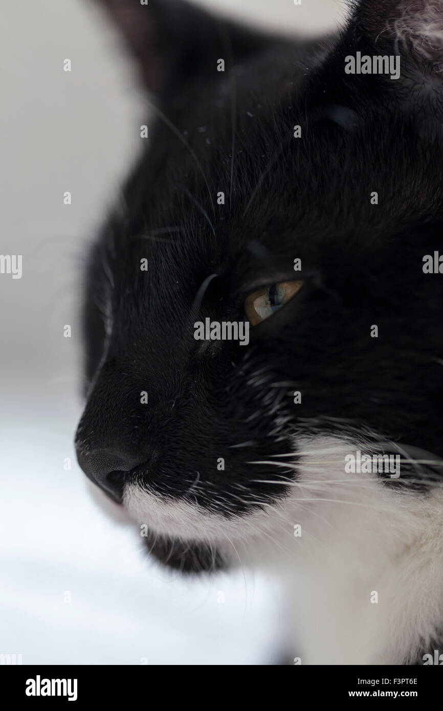 schwarze und weiße Katze Porträt Stockfoto