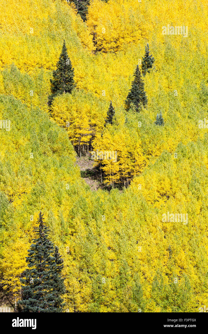 Espenbaum Blätter färben sich Herbst gold, zentralen Colorado, Mount Arkansas, Rocky Mountains, USA Stockfoto