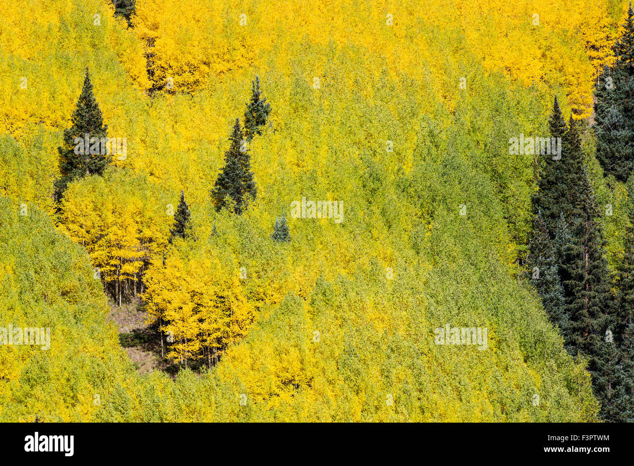 Espenbaum Blätter färben sich Herbst gold, zentralen Colorado, Mount Arkansas, Rocky Mountains, USA Stockfoto