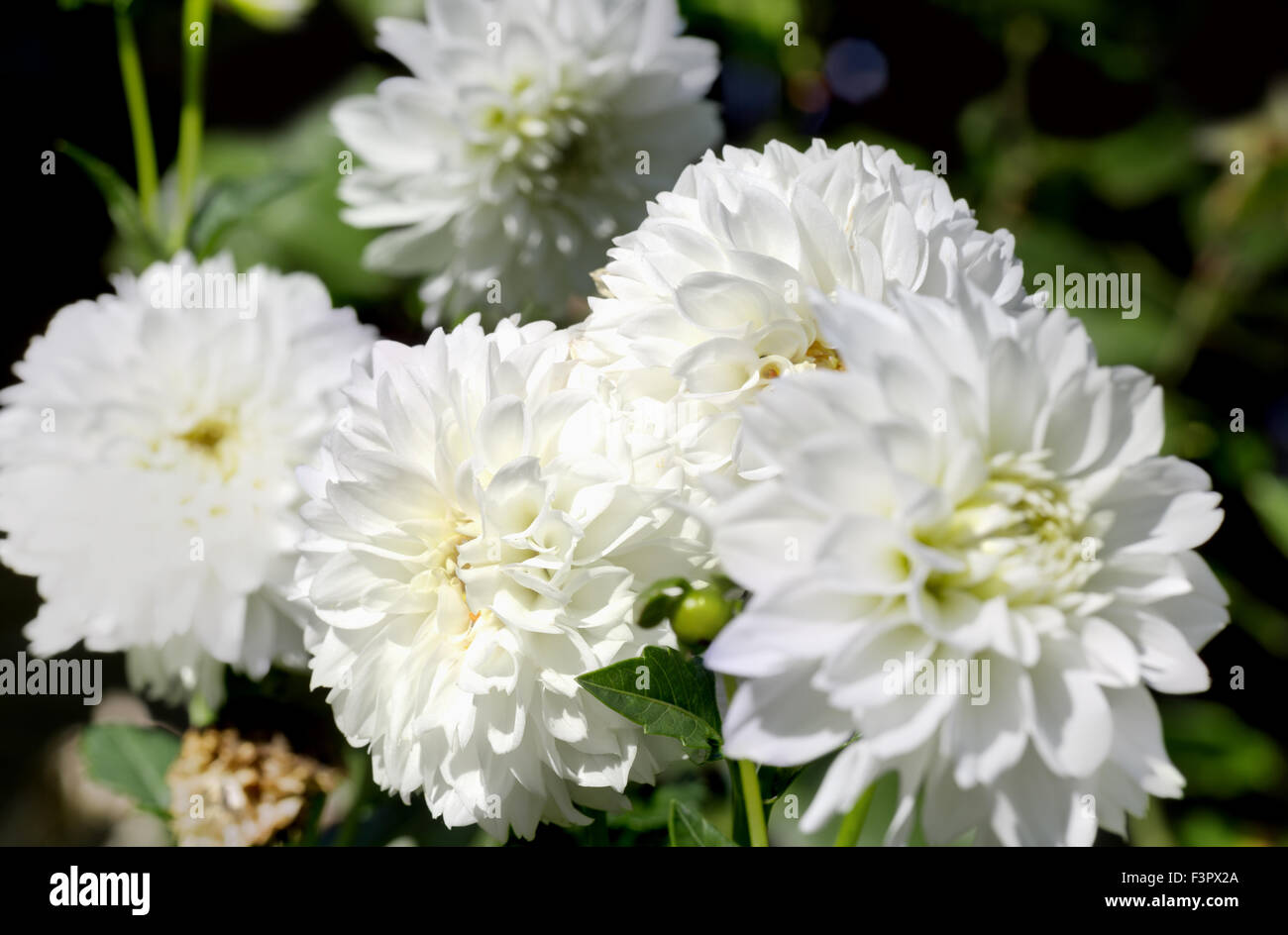 Nahaufnahme von Dahlien-Blumen. Stockfoto