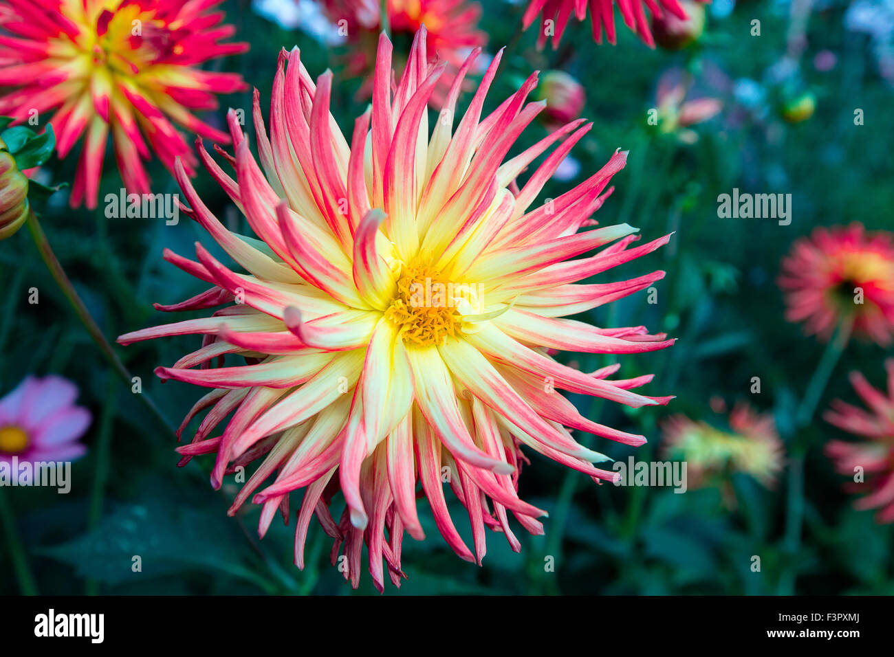 Rosa Spitzen Dahlie Blüte eine krautige Grenze. Stockfoto