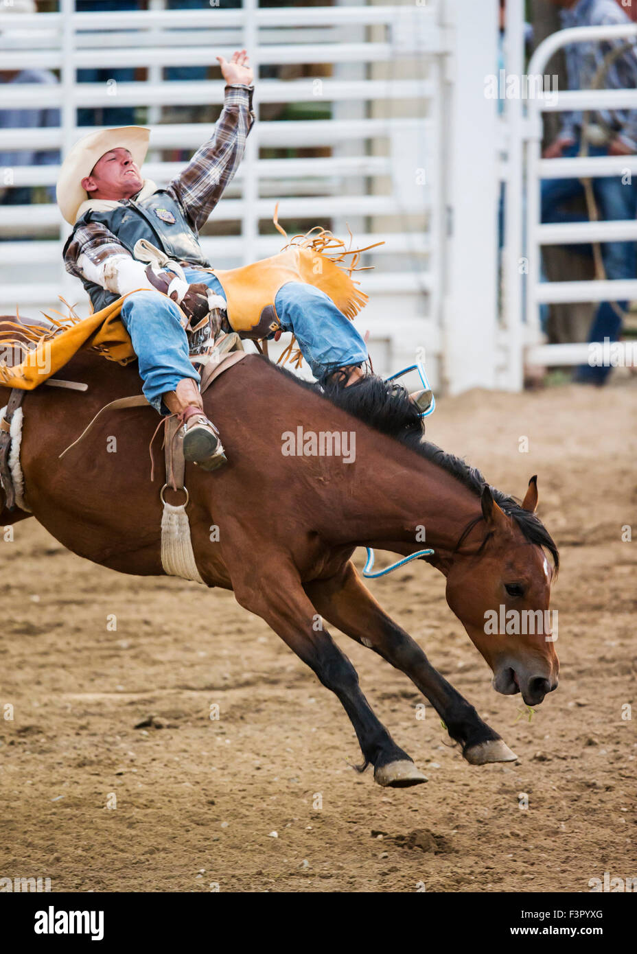 Rodeo Cowboy Reiten ein unruhiges Pferd, Sattel Bronc Wettbewerb, Chaffee County Fair & Rodeo, Salida, Colorado, USA Stockfoto