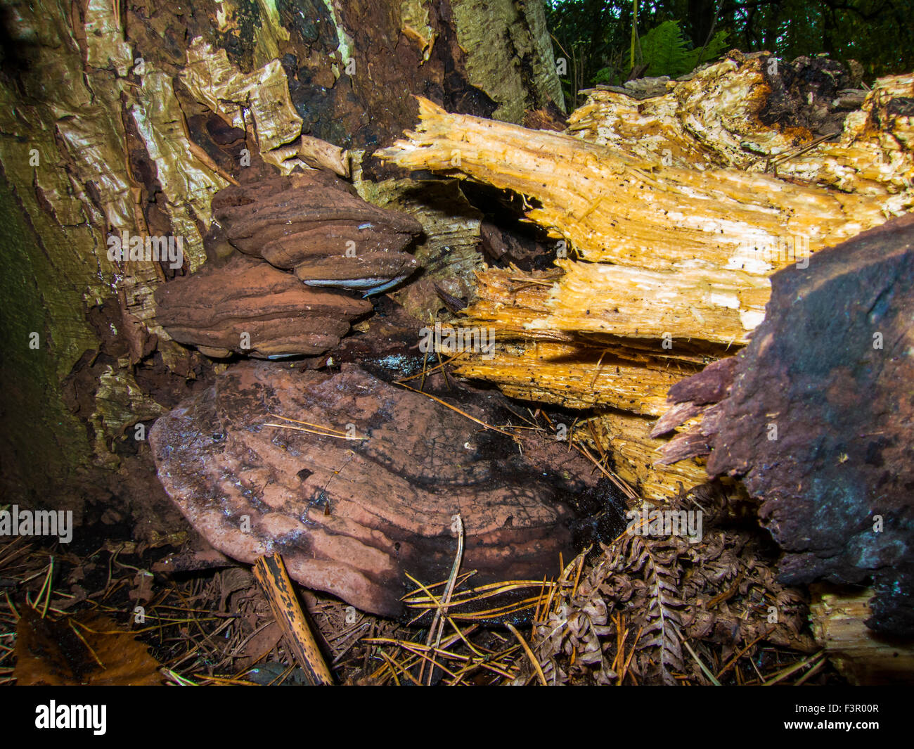 Wilde britische Pilze wachsen in den Kofferraum aus einem Baum, Laub, Verfall, Fäulnis Stockfoto