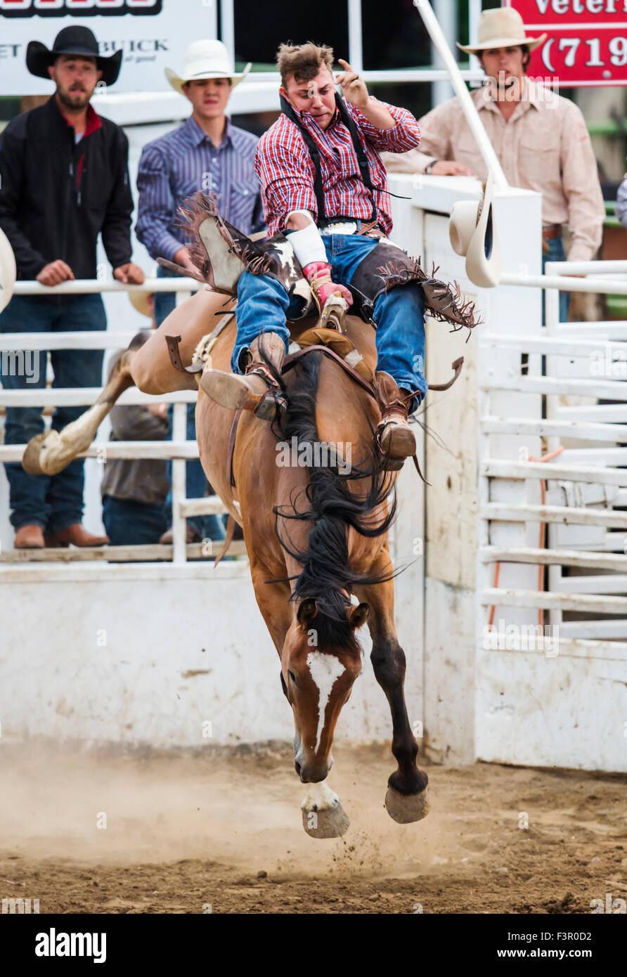 Rodeo Cowboy Reiten ein unruhiges Pferd, Sattel Bronc Wettbewerb, Chaffee County Fair & Rodeo, Salida, Colorado, USA Stockfoto