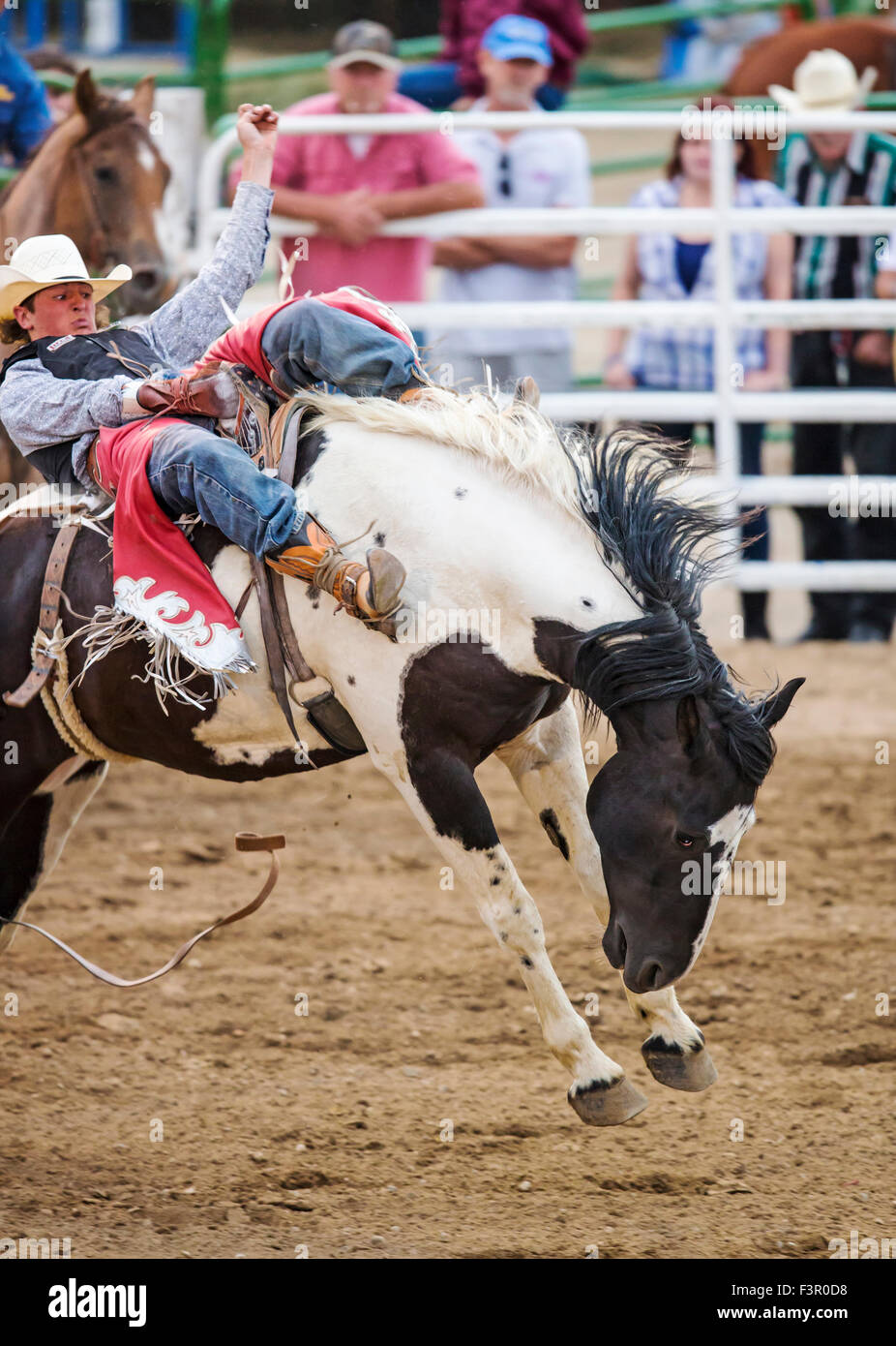 Rodeo Cowboy Reiten ein unruhiges Pferd, Sattel Bronc Wettbewerb, Chaffee County Fair & Rodeo, Salida, Colorado, USA Stockfoto