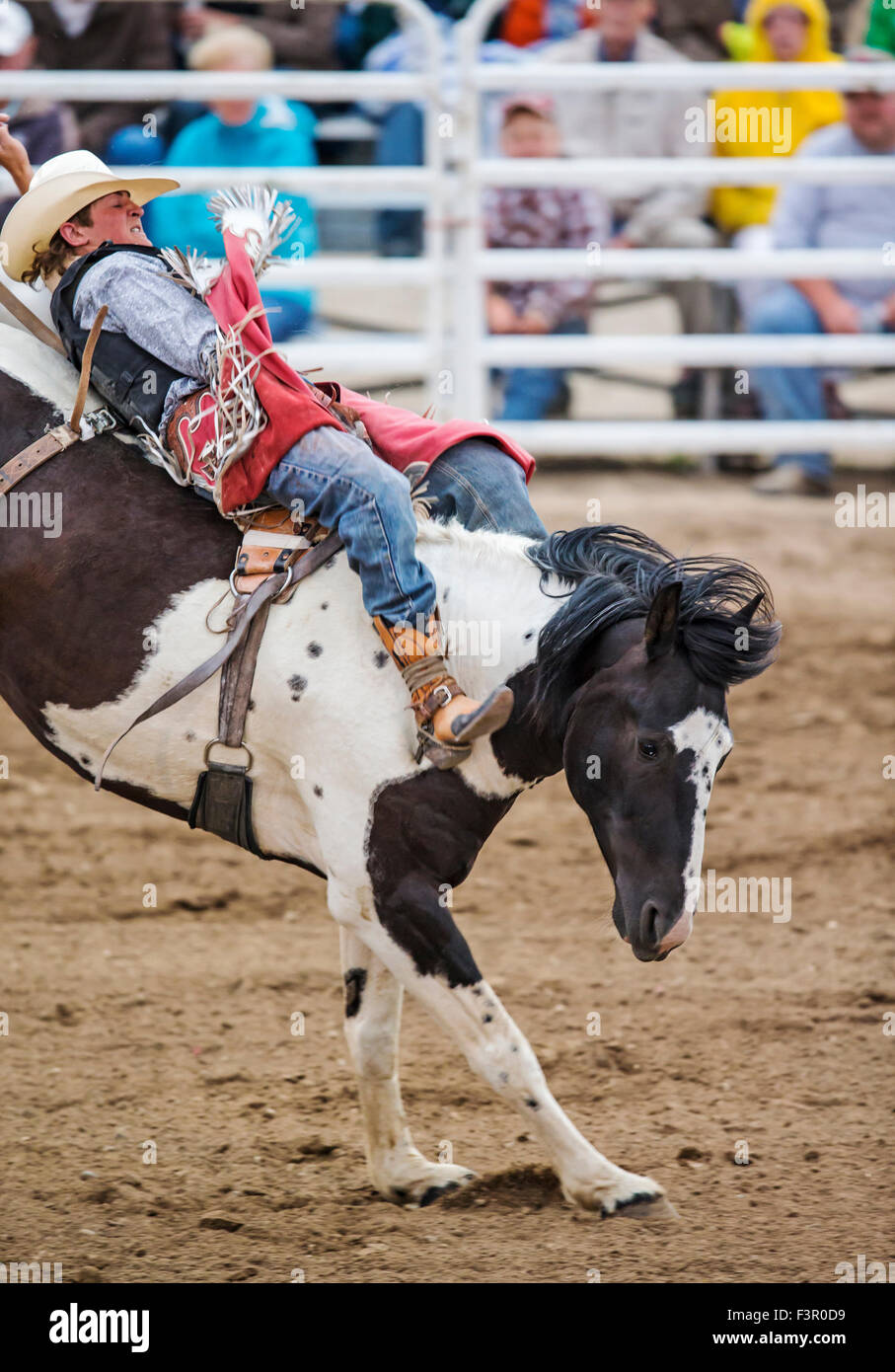 Rodeo Cowboy Reiten ein unruhiges Pferd, Sattel Bronc Wettbewerb, Chaffee County Fair & Rodeo, Salida, Colorado, USA Stockfoto