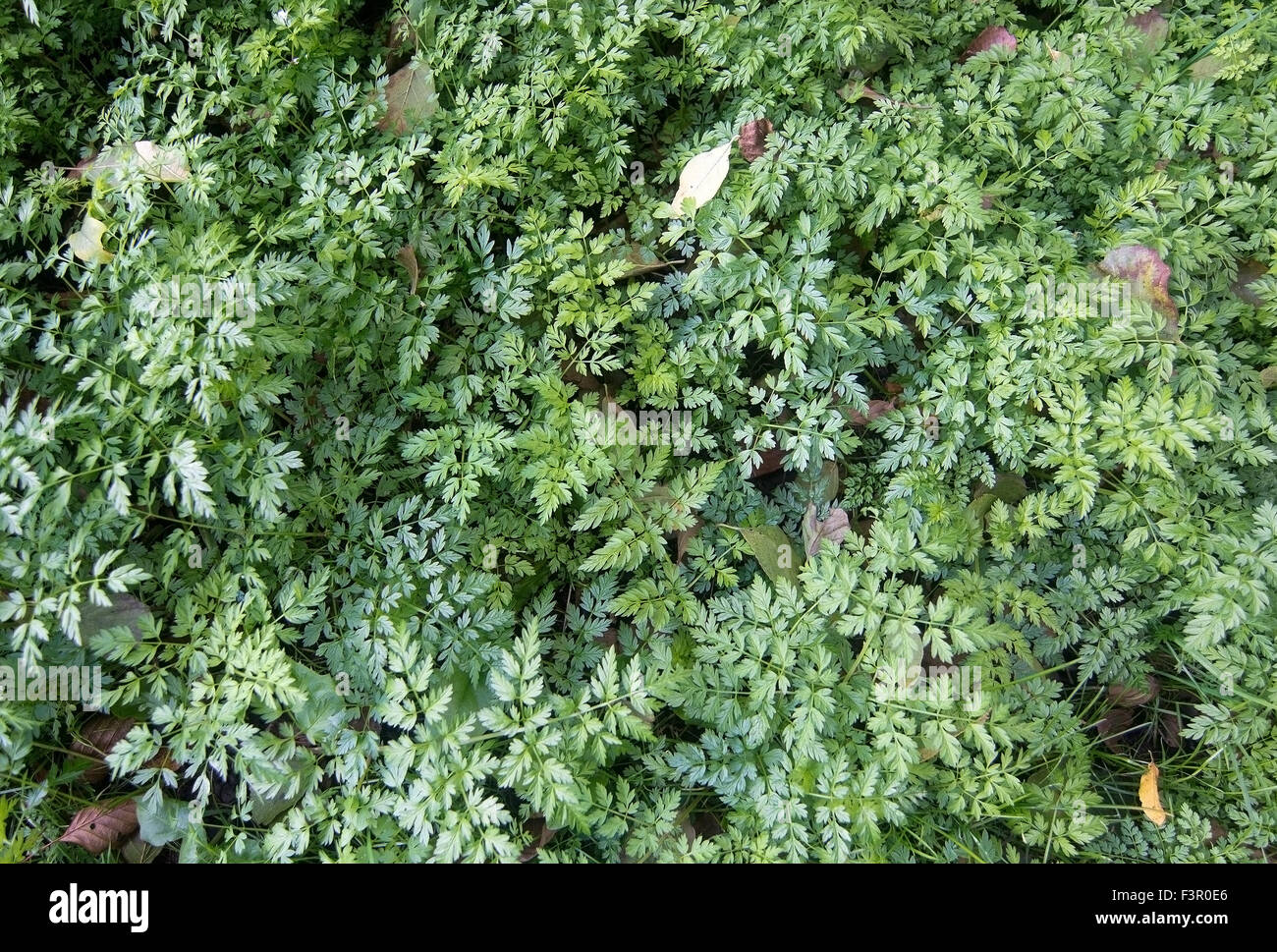 Wilde Möhre Abdeckung grüne Blätter, Stockholm, Schweden im Oktober. Stockfoto