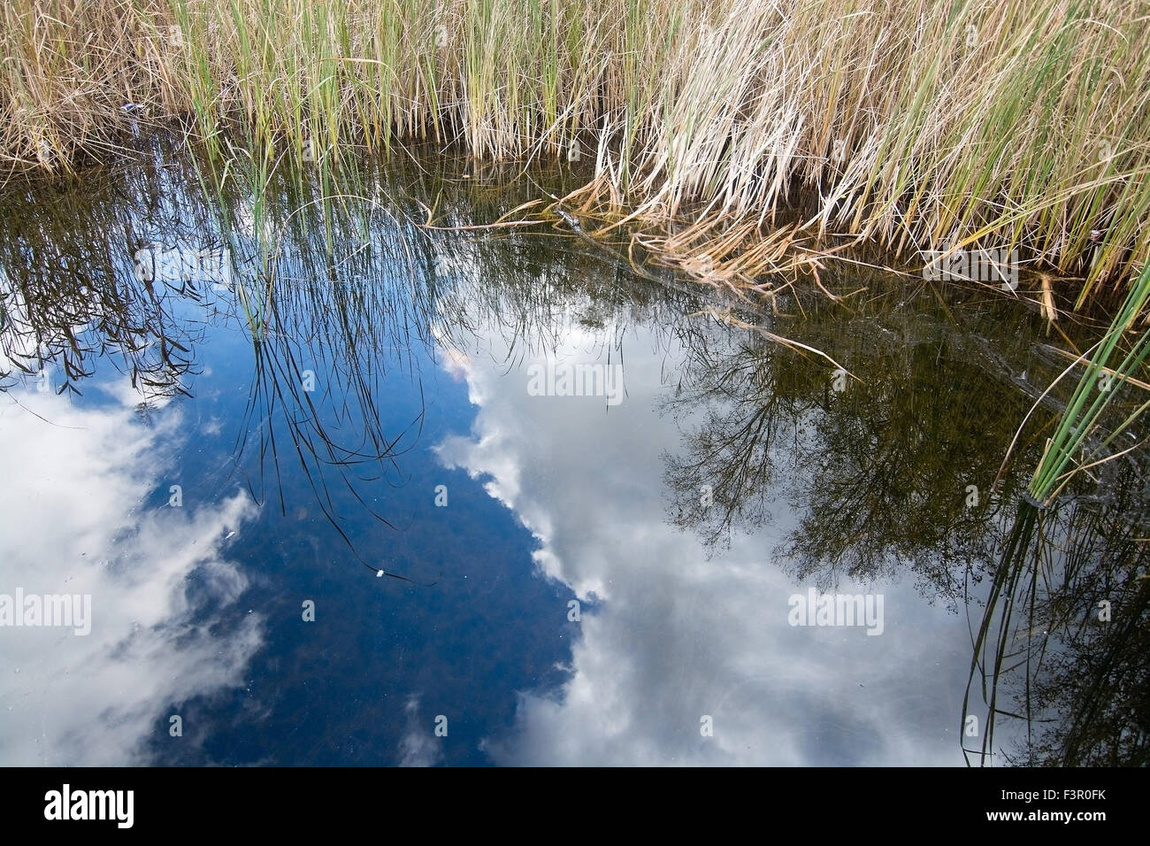 Blauer Himmel Reflexion und Schilf, Stockholm, Schweden im Oktober. Stockfoto