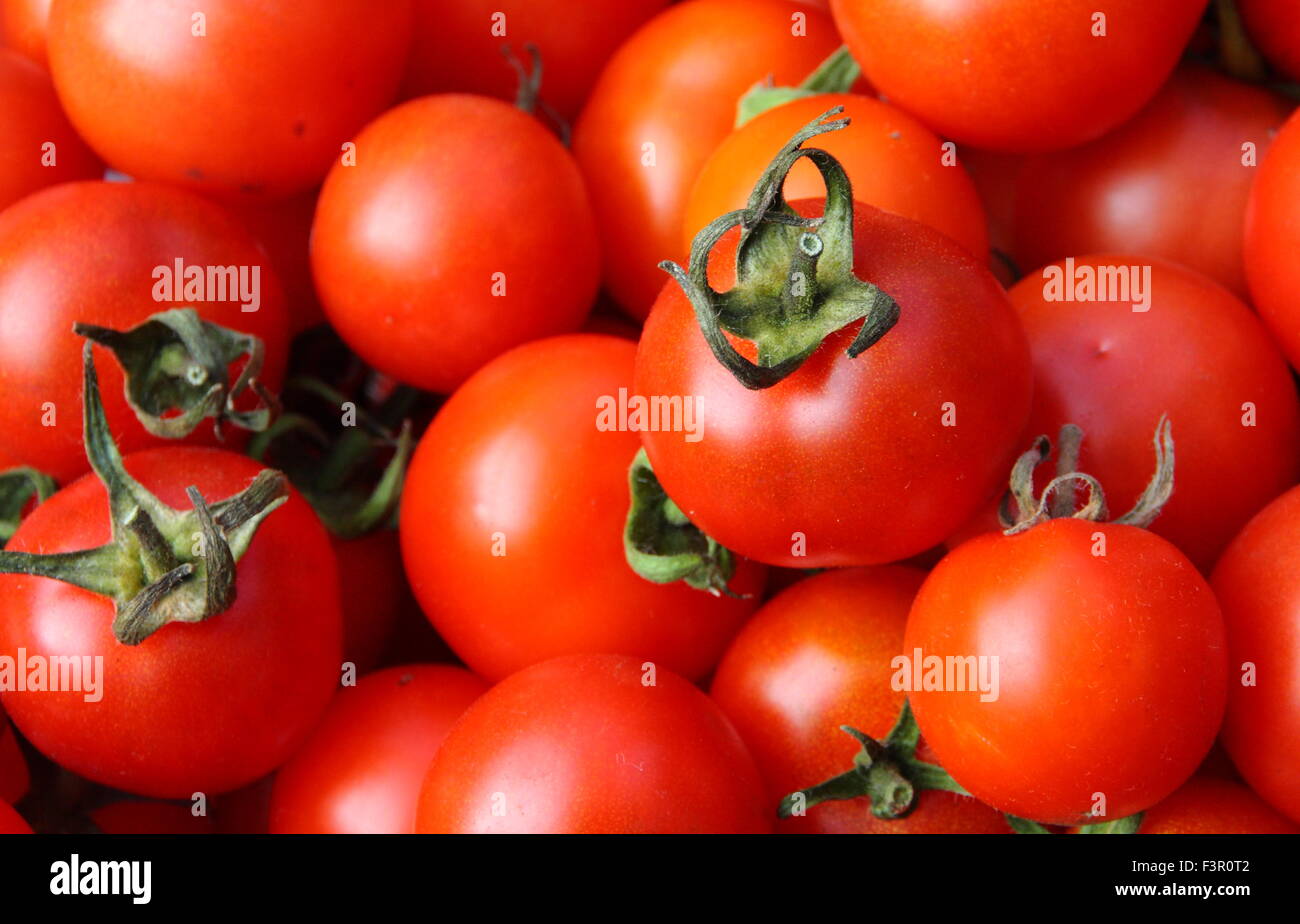 Bio, britische Cherry Tomaten angebaut in Yorkshire erreichen volle Reife, England UK Stockfoto