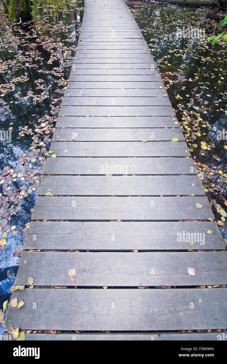 Hölzerne Promenade durch feuchte Waldlandschaft.  Stockholm, Schweden im Oktober. Stockfoto