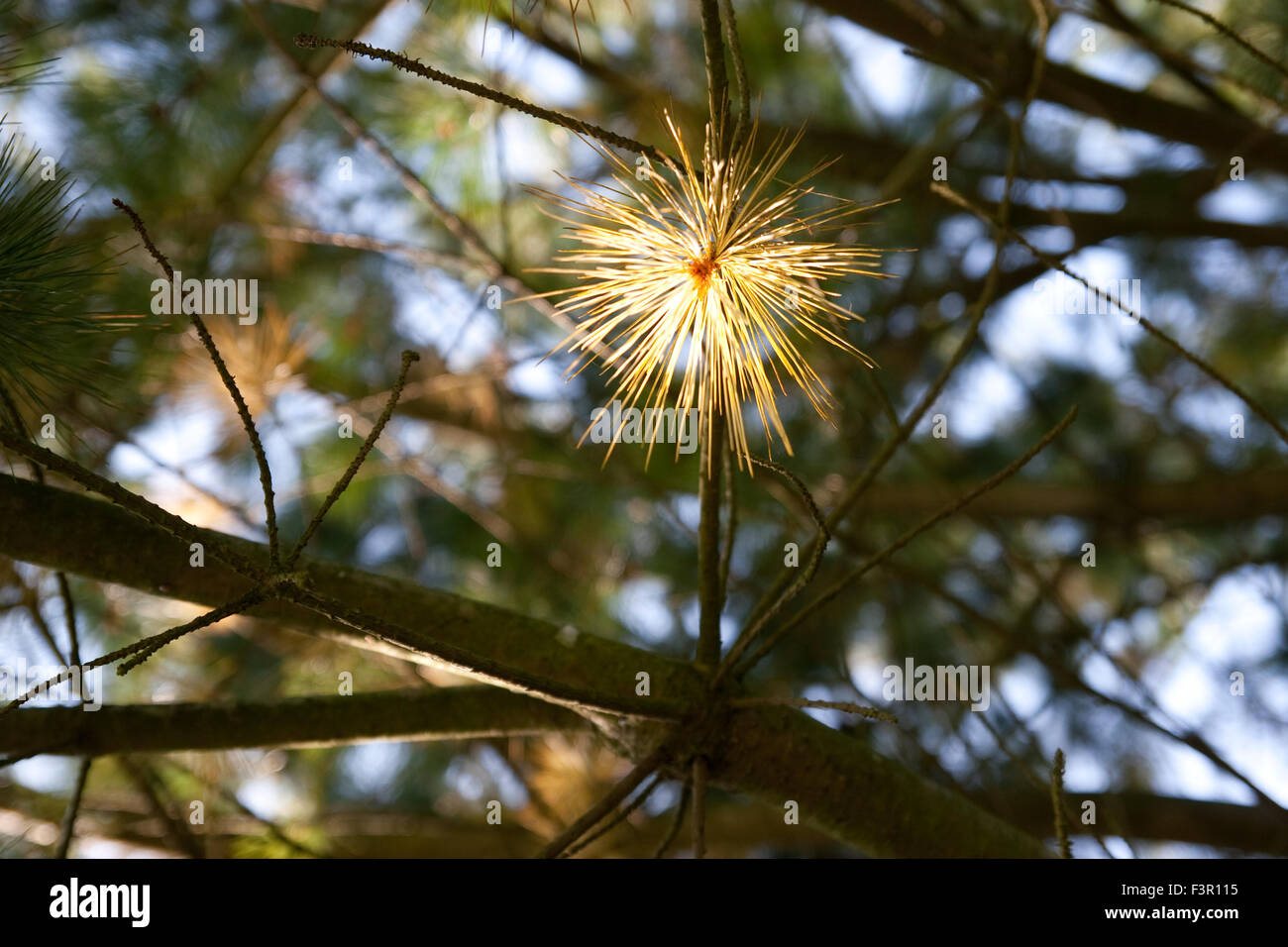 Pinus Strobus Baum Stockfoto