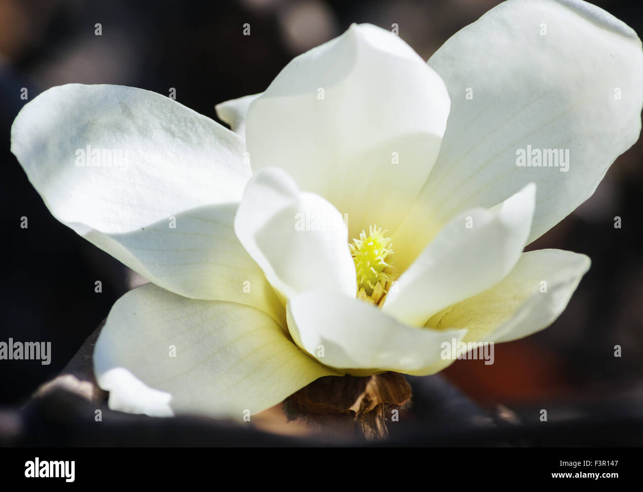 Blüte der Magnolie in der Garten, Frühling Stockfoto