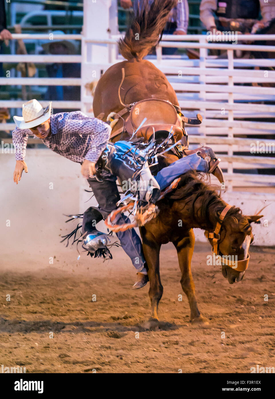 Rodeo Cowboy Reiten ein unruhiges Pferd, Sattel Bronc Wettbewerb, Chaffee County Fair & Rodeo, Salida, Colorado, USA Stockfoto