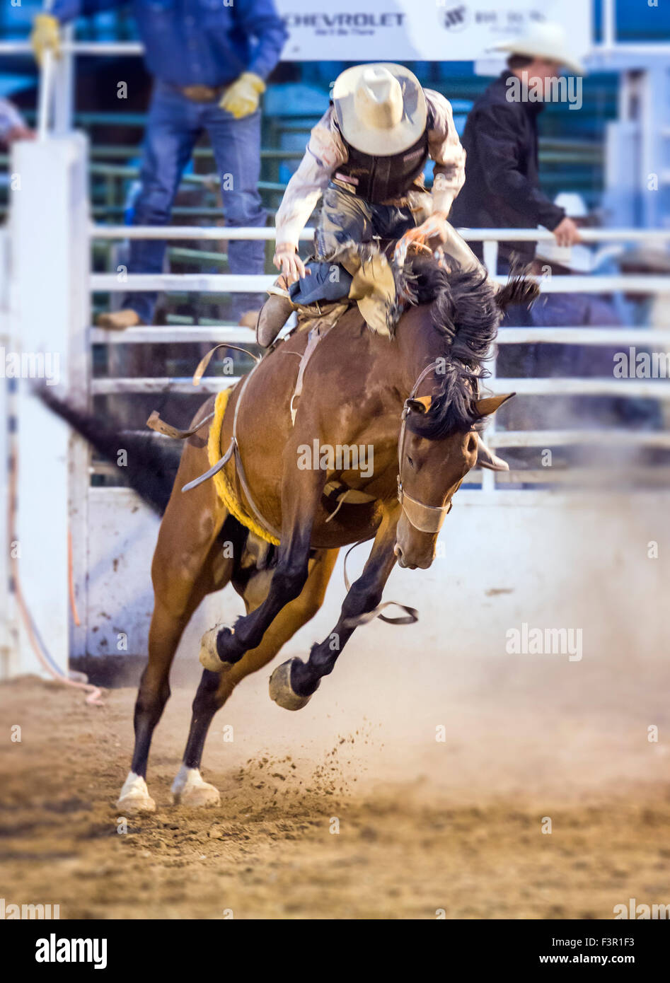 Rodeo Cowboy Reiten ein unruhiges Pferd, Sattel Bronc Wettbewerb, Chaffee County Fair & Rodeo, Salida, Colorado, USA Stockfoto