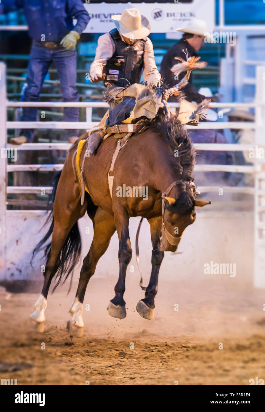 Rodeo Cowboy Reiten ein unruhiges Pferd, Sattel Bronc Wettbewerb, Chaffee County Fair & Rodeo, Salida, Colorado, USA Stockfoto