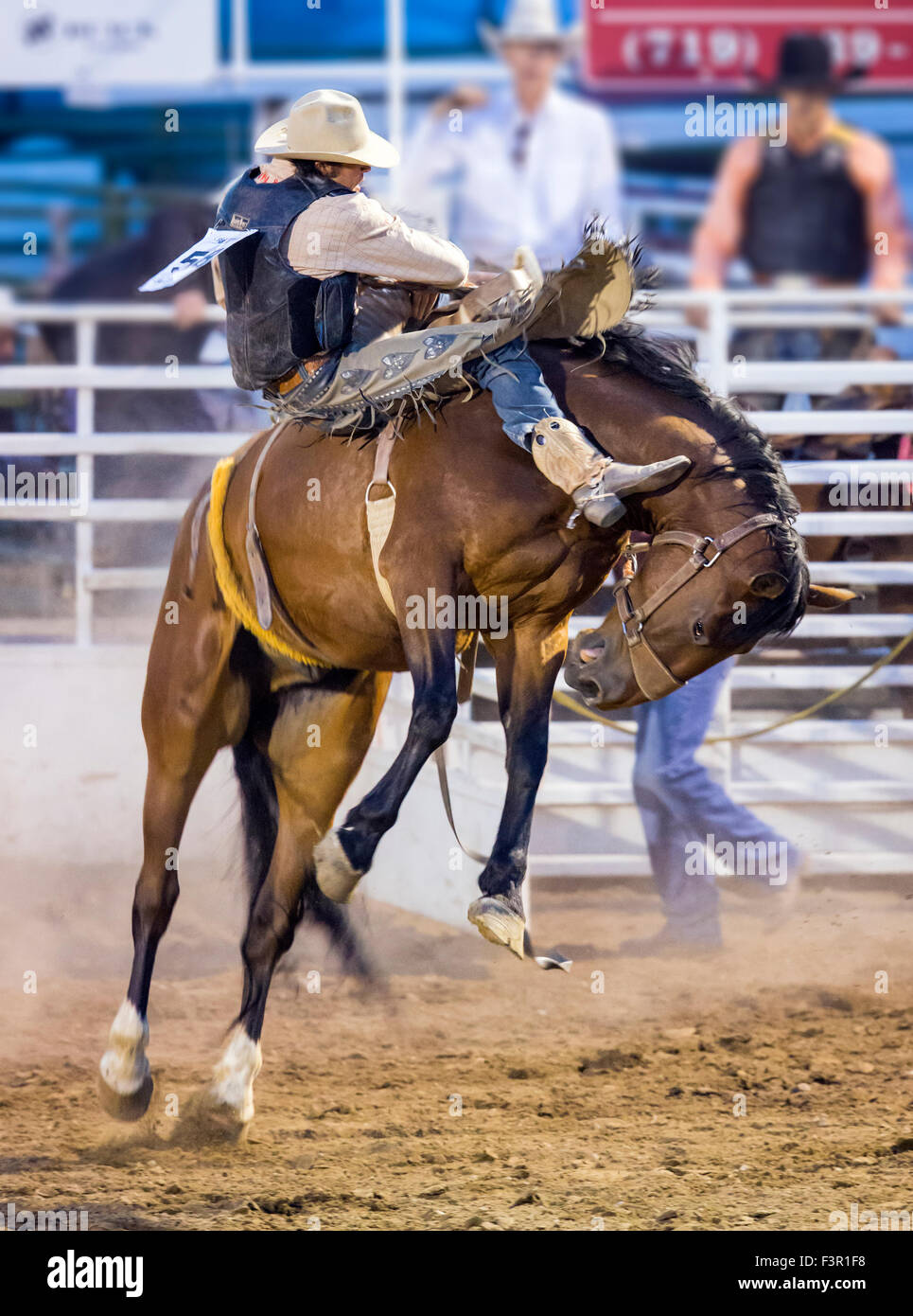Rodeo Cowboy Reiten ein unruhiges Pferd, Sattel Bronc Wettbewerb, Chaffee County Fair & Rodeo, Salida, Colorado, USA Stockfoto