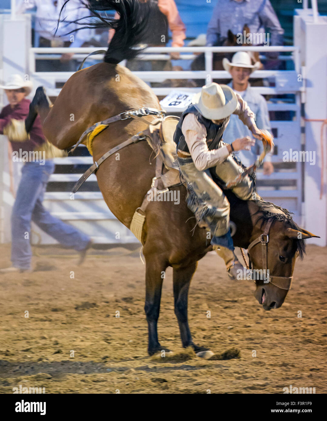 Rodeo Cowboy Reiten ein unruhiges Pferd, Sattel Bronc Wettbewerb, Chaffee County Fair & Rodeo, Salida, Colorado, USA Stockfoto