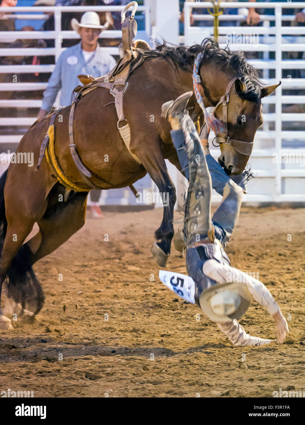 Rodeo Cowboy Reiten ein unruhiges Pferd, Sattel Bronc Wettbewerb, Chaffee County Fair & Rodeo, Salida, Colorado, USA Stockfoto