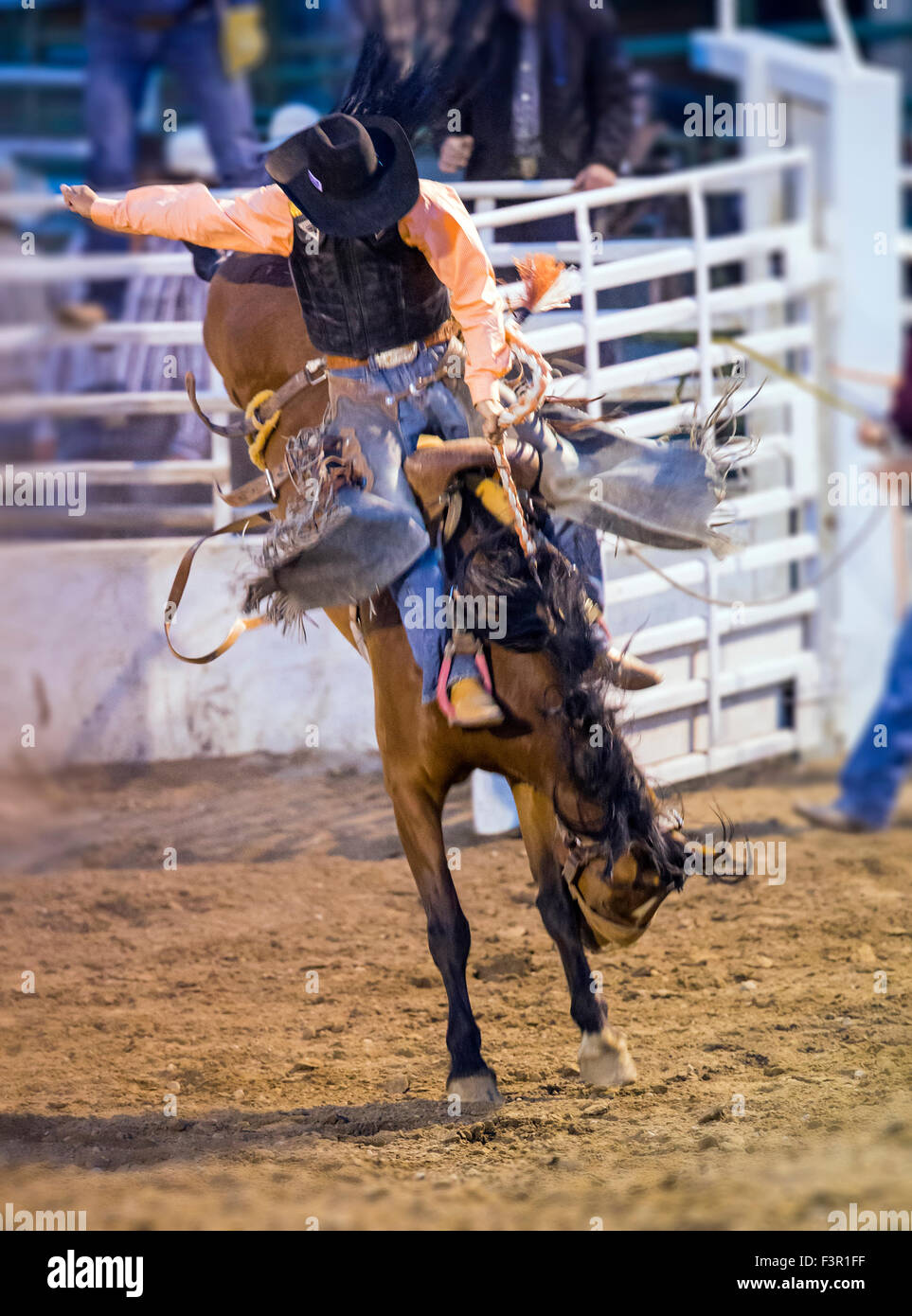 Rodeo Cowboy Reiten ein unruhiges Pferd, Sattel Bronc Wettbewerb, Chaffee County Fair & Rodeo, Salida, Colorado, USA Stockfoto