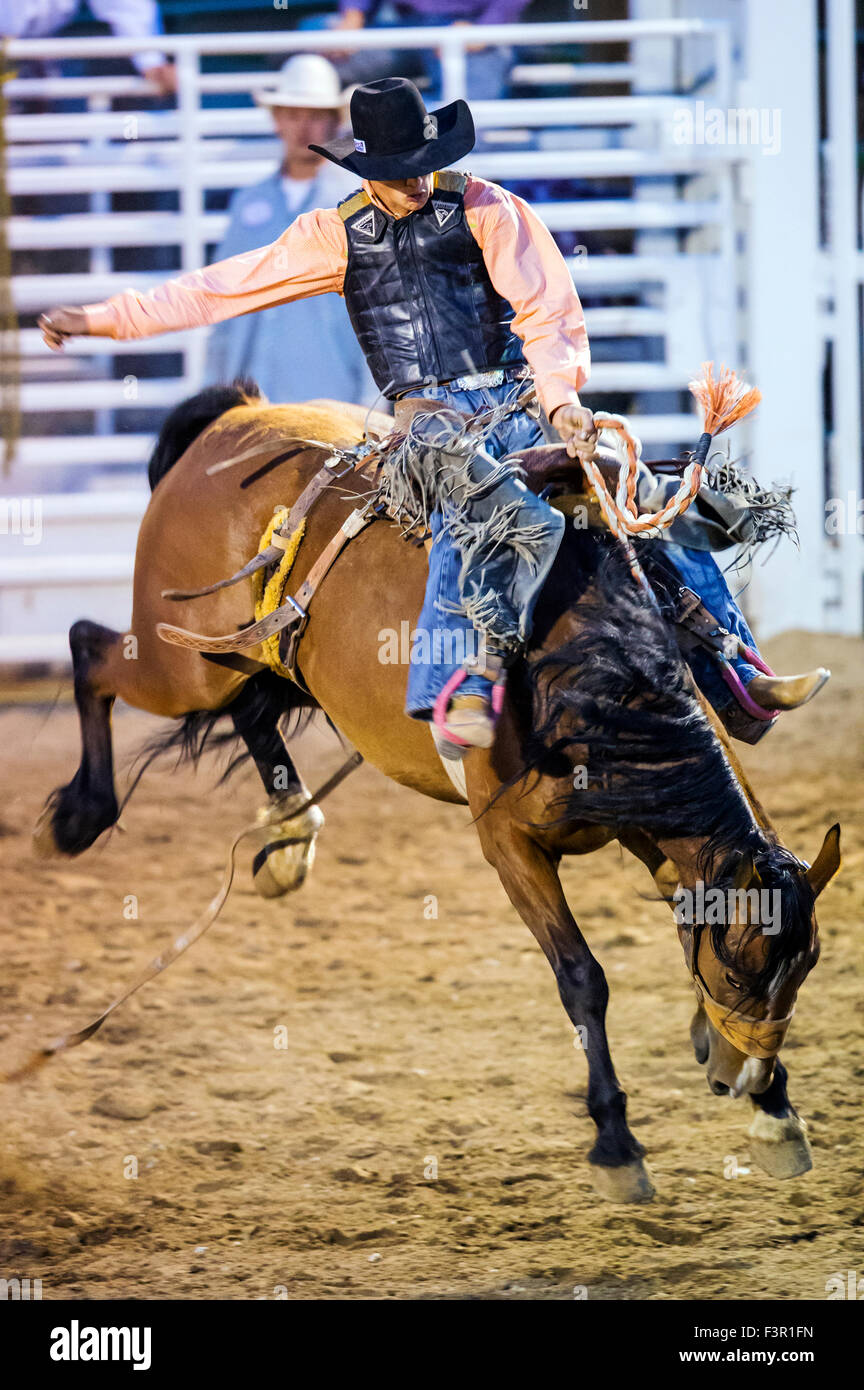 Rodeo Cowboy Reiten ein unruhiges Pferd, Sattel Bronc Wettbewerb, Chaffee County Fair & Rodeo, Salida, Colorado, USA Stockfoto