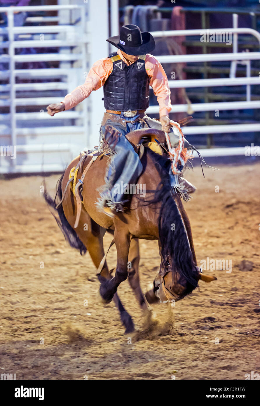 Rodeo Cowboy Reiten ein unruhiges Pferd, Sattel Bronc Wettbewerb, Chaffee County Fair & Rodeo, Salida, Colorado, USA Stockfoto