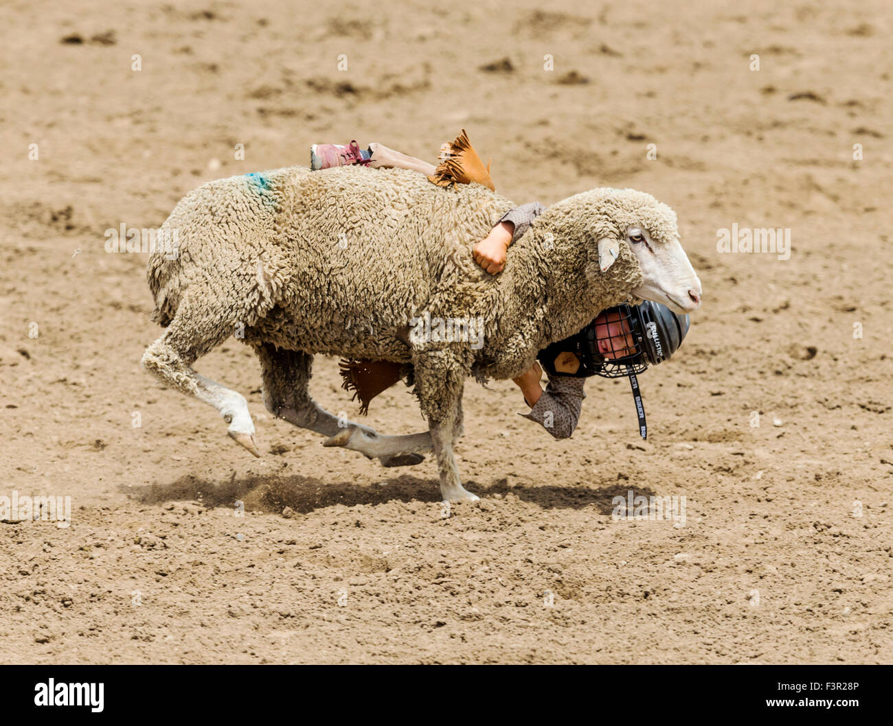 Kind konkurriert bei Schafen Reiten, Mutton Bustin ', Event, Chaffee County Fair & Rodeo, Salida, Colorado, USA Stockfoto