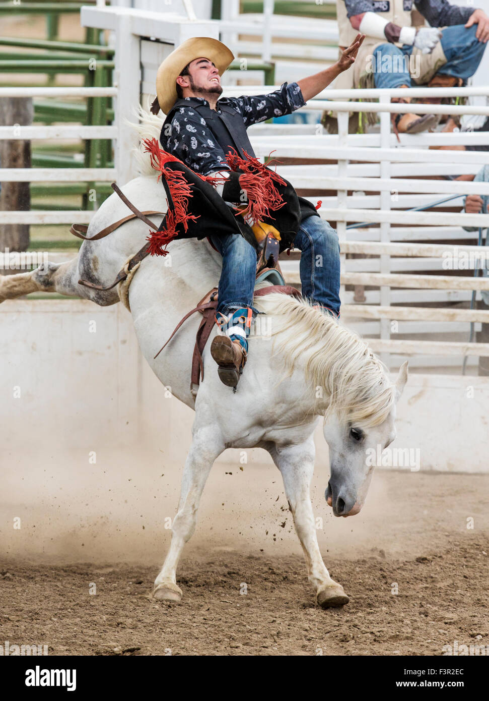 Rodeo Cowboy Reiten ein unruhiges Pferd, Sattel Bronc Wettbewerb, Chaffee County Fair & Rodeo, Salida, Colorado, USA Stockfoto