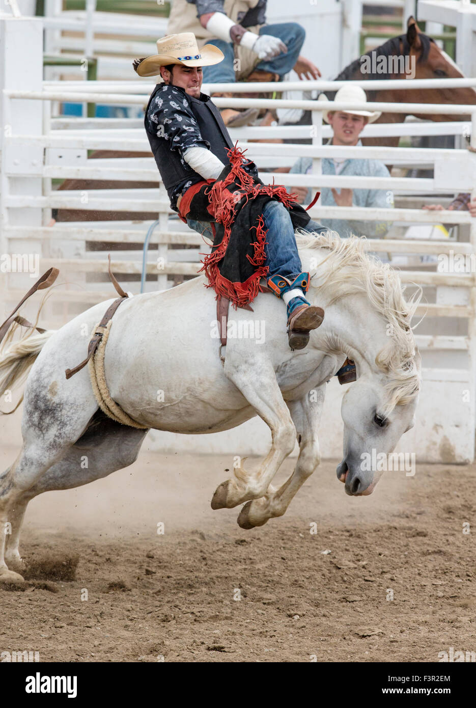 Rodeo Cowboy Reiten ein unruhiges Pferd, Sattel Bronc Wettbewerb, Chaffee County Fair & Rodeo, Salida, Colorado, USA Stockfoto