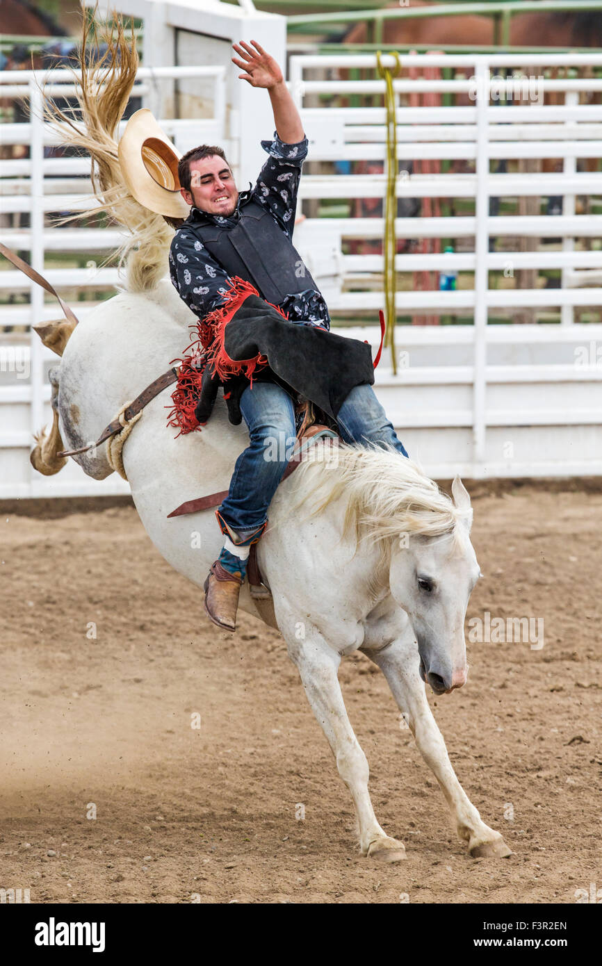 Rodeo Cowboy Reiten ein unruhiges Pferd, Sattel Bronc Wettbewerb, Chaffee County Fair & Rodeo, Salida, Colorado, USA Stockfoto