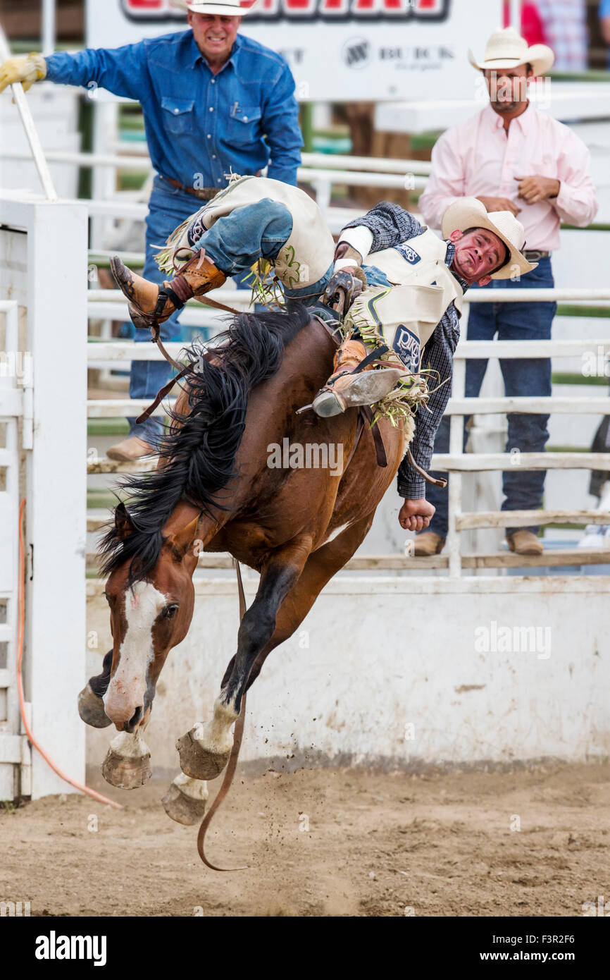 Rodeo Cowboy Reiten ein unruhiges Pferd, Sattel Bronc Wettbewerb, Chaffee County Fair & Rodeo, Salida, Colorado, USA Stockfoto