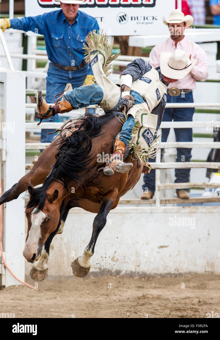 Rodeo Cowboy Reiten ein unruhiges Pferd, Sattel Bronc Wettbewerb, Chaffee County Fair & Rodeo, Salida, Colorado, USA Stockfoto