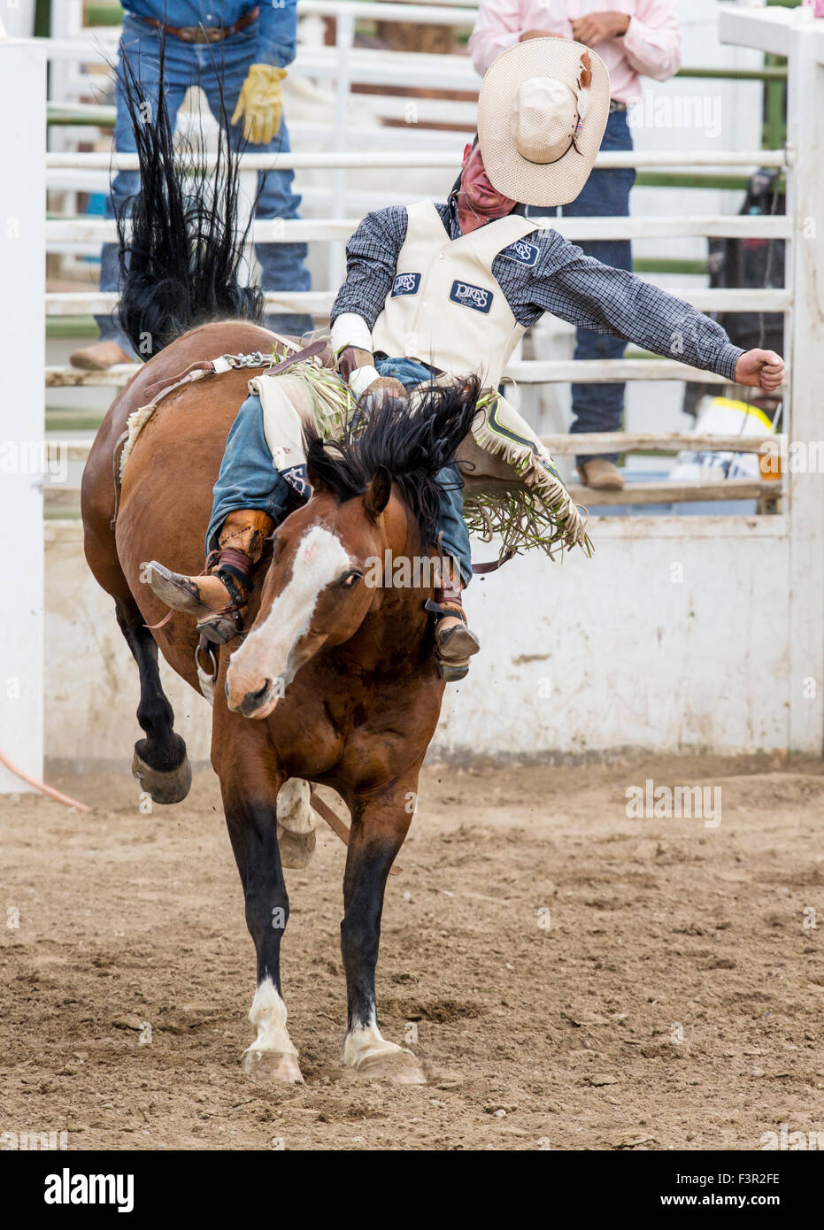 Rodeo Cowboy Reiten ein unruhiges Pferd, Sattel Bronc Wettbewerb, Chaffee County Fair & Rodeo, Salida, Colorado, USA Stockfoto