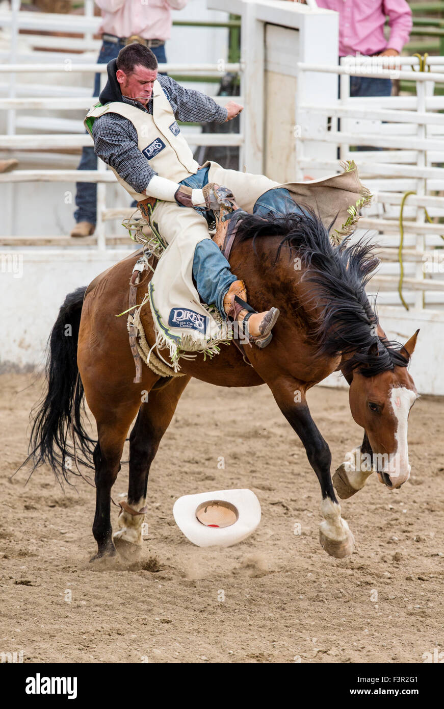 Rodeo Cowboy Reiten ein unruhiges Pferd, Sattel Bronc Wettbewerb, Chaffee County Fair & Rodeo, Salida, Colorado, USA Stockfoto