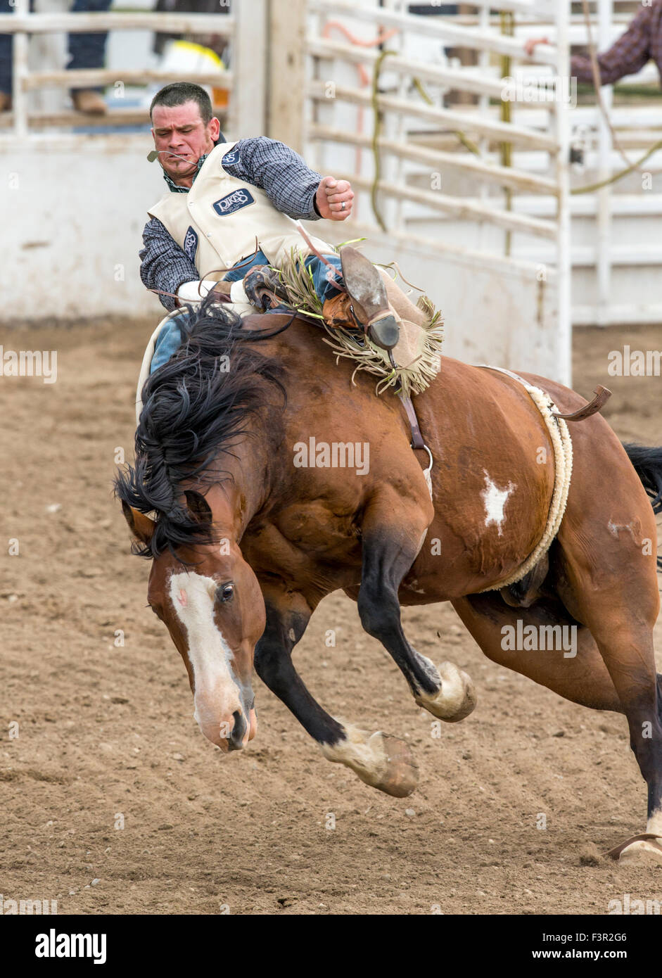 Rodeo Cowboy Reiten ein unruhiges Pferd, Sattel Bronc Wettbewerb, Chaffee County Fair & Rodeo, Salida, Colorado, USA Stockfoto