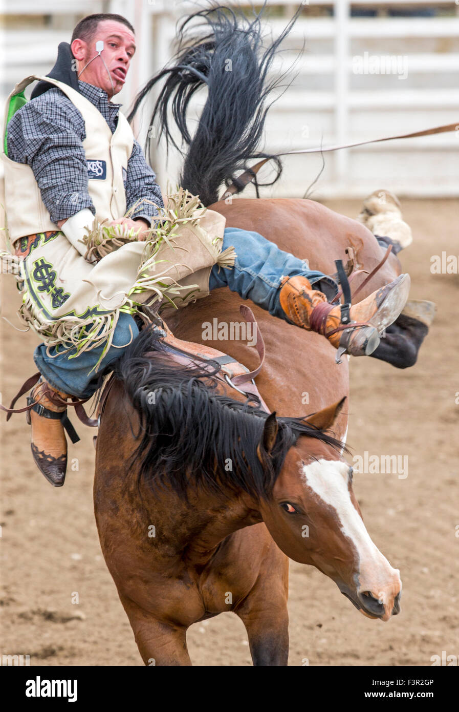 Rodeo Cowboy Reiten ein unruhiges Pferd, Sattel Bronc Wettbewerb, Chaffee County Fair & Rodeo, Salida, Colorado, USA Stockfoto