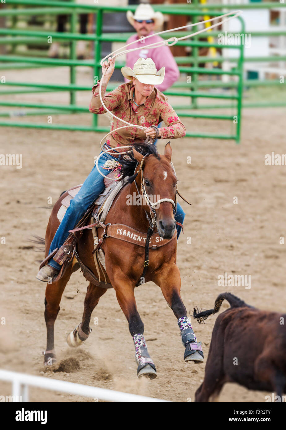 Rodeo Cowgirl auf Reiten im Wettbewerb mit Kalb roping oder Tie-Down Abseilen Event, Chaffee County Fair & Rodeo, Salida, Colorado USA Stockfoto