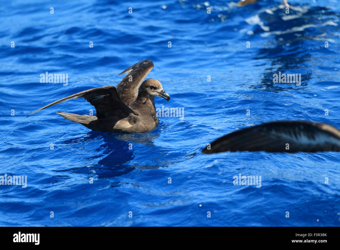 Grau-faced Petrel (Pterodroma Macroptera) in Australien Stockfoto