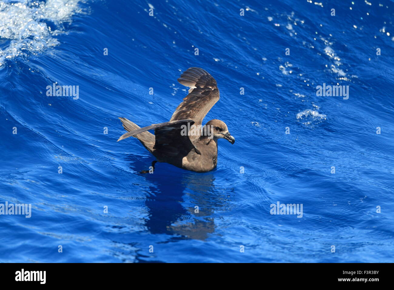 Grau-faced Petrel (Pterodroma Macroptera) in Australien Stockfoto