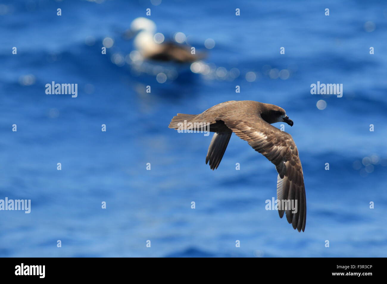 Grau-faced Petrel (Pterodroma Macroptera) in Australien Stockfoto