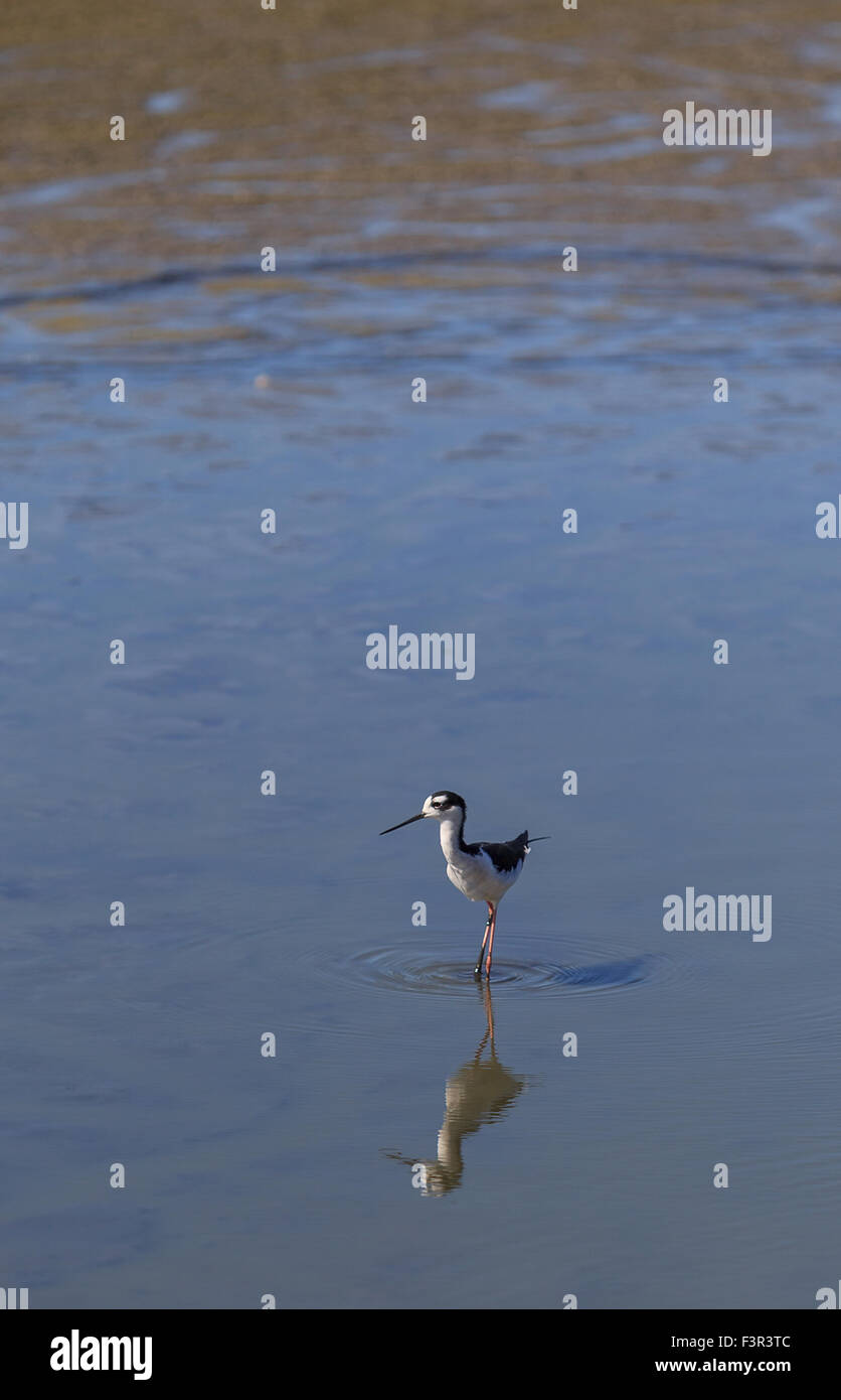 Schwarzhals-Stelzenläufer Himantopus Mexicanus, Shore Bird im Frühjahr Stockfoto