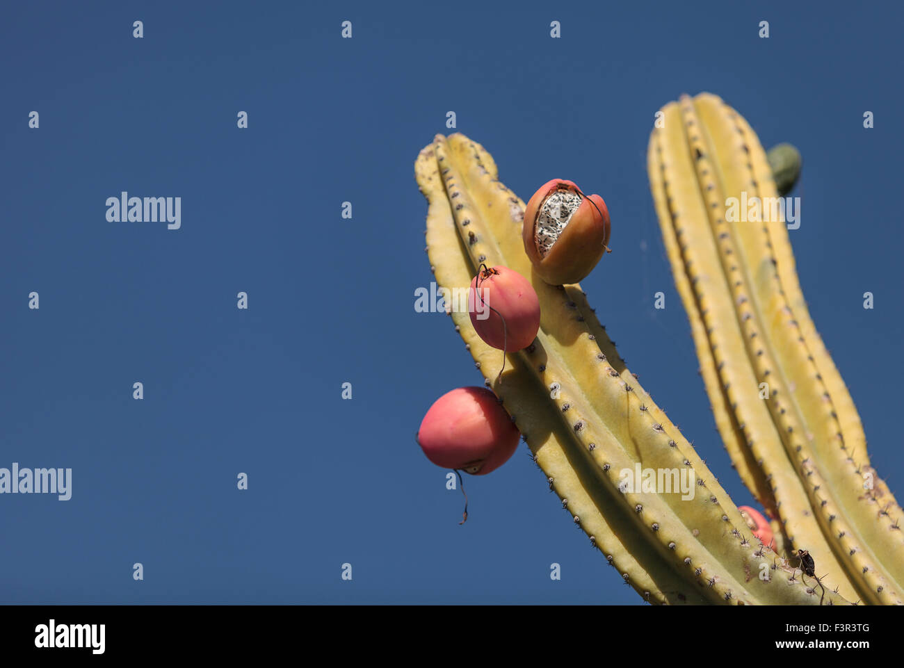 Peruanischer Apfel Kaktus, Cereus Repandus trägt Früchte im Sommer Stockfoto