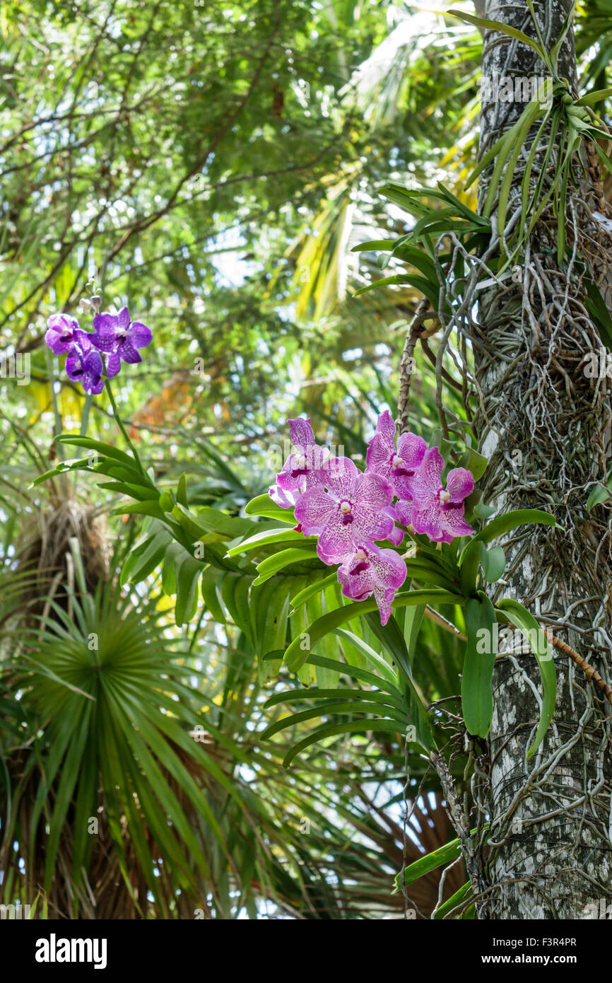 Key West Florida, Keys, Altstadt, Audubon House & Tropical Gardens, Außenansicht, Orchideen, Blumen, FL150509035 Stockfoto